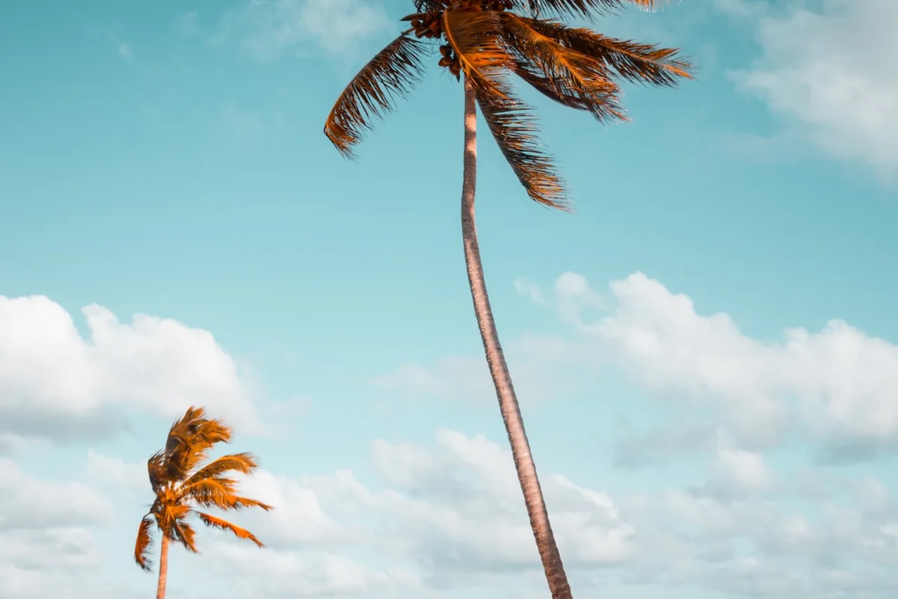 Palmeira contra céu de verão